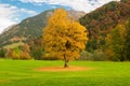 Autunm tree in a golf park