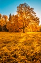 Autunm tree in the park, perfect fall scenery