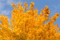 Autunn yellow maple tree leaves blue sky background Royalty Free Stock Photo