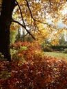 Autunt tree, red and orange