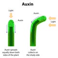 Auxins