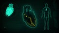 SA and AV Node signal in the Heart with Human Body