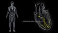 AV Node Signals in the Heart with Human Body