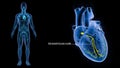 AV Node Signals in the Heart with Human Body