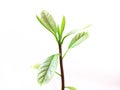 Avacado Sprout/Plant