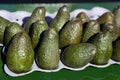 Avacados sunning Royalty Free Stock Photo