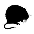 Hispid cotton rat Royalty Free Stock Photo