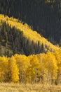 Avalanche of Colorful Autumn Golden Aspen Trees In