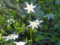 Avalanche Lilies, Mount Rainier National Park