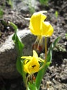 Avalanche Lily