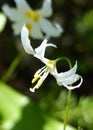 Avalanche Lily, Mount Rainier National Park