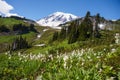 Avalanche Lily and Mt Rainier