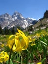 Avalanche Lily in Teton Range