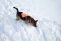 Avalanche Rescue Dog Uses Nose to Search