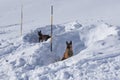 Avalanche Rescue Dogs