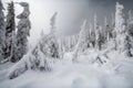 avalanches and snowstorms in a winter forest, with trees covered in snow