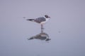 A seagull and its reflection on the beach at blue hour Royalty Free Stock Photo