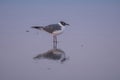 A seagull and its reflection on the beach at blue hour Royalty Free Stock Photo