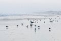 Large flock of Sand Pipers and one large laughing gull seagull on the beach at sunset