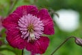 Avant Garde clematis flower