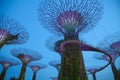 Avatar Supergrove Trees during twilight