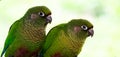 Couple of maroon-bellied parakeets, Pyrrhura frontalis