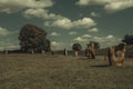 View at Avebury Henge and stone circle Royalty Free Stock Photo