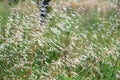 Avena fatua common wild oat on meadow