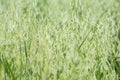 Avena green field Royalty Free Stock Photo