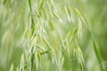 Avena green field Royalty Free Stock Photo