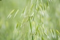 Avena green field. Oat closeup Royalty Free Stock Photo