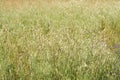 Avena sativa, Allergies Plants, spring allergies Royalty Free Stock Photo
