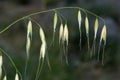 Avena sativa, Allergens Plants Royalty Free Stock Photo