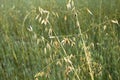 Avena sterilis in meadow Royalty Free Stock Photo