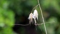 Avena sterilis (Sterile oat) wild plant in nature on a green background