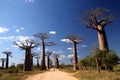 Avenida de Baobab Royalty Free Stock Photo