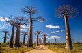 Avenida de Baobab Royalty Free Stock Photo