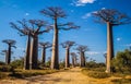 Avenida de Baobab Royalty Free Stock Photo