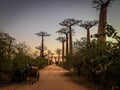 Avenida de Baobab at sunset