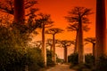 Avenida de Baobab at sunset