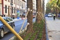 Avenida del Reino de Valencia during gardening and transplanting palm trees