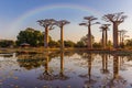 The avenue or alley of the baobabs, Madagascar Royalty Free Stock Photo