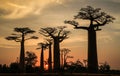 Avenue of the Baobabs, Morondava, Menabe Region, Madagascar Royalty Free Stock Photo