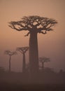 Avenue of baobabs at dawn in the mist. General view. Madagascar.