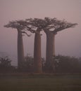 Avenue of baobabs at dawn in the mist. General view. Madagascar. Royalty Free Stock Photo