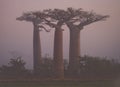 Avenue of baobabs at dawn in the mist. General view. Madagascar. Royalty Free Stock Photo