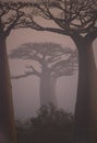 Avenue of baobabs at dawn in the mist. General view. Madagascar. Royalty Free Stock Photo