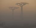 Avenue of baobabs at dawn in the mist. General view. Madagascar.