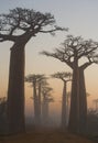 Avenue of baobabs at dawn in the mist. General view. Madagascar. Royalty Free Stock Photo