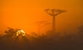 Avenue of baobabs at dawn in the mist. General view. Madagascar. Royalty Free Stock Photo